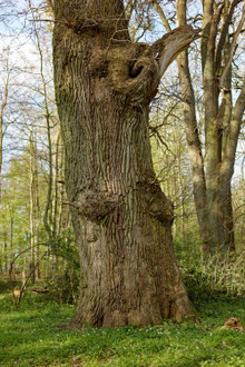 Eiche bei Pratjau