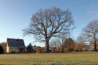 Eiche bei Teichnitz