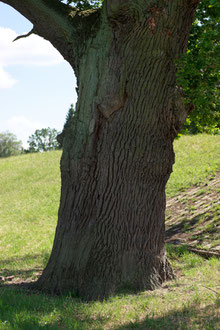 Eiche bei Uhlenhorst