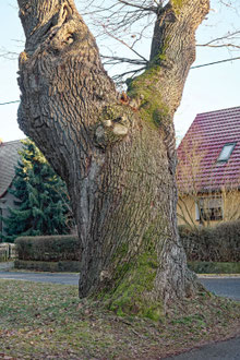 Eiche in Gaußig