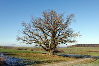 Eiche bei Zeublitz