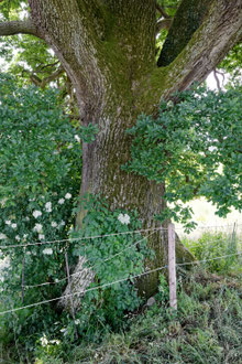 Eiche bei Reinstorf