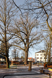 Müllereiche in Arnsdorf