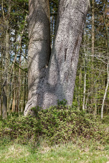 Eiche bei Wulfshagen