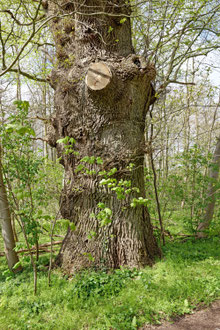Eiche am Gut Knoop