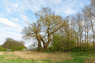 Eiche bei Blomnath