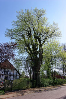 Mackensen-Eiche in Wennebostel