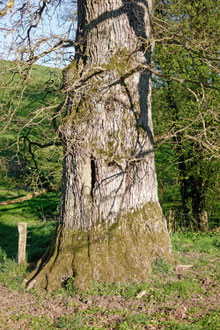 Eiche bei Bergfeld