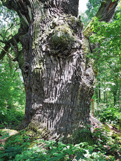 Kaiser-Wilhelm-Eiche im Byttnahain bei Straupitz