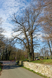 Eiche im Schlosspark Königshain