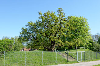 Eiche im Derby Park in Hamburg