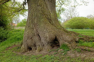 Eiche bei Gut Waterneversdorf
