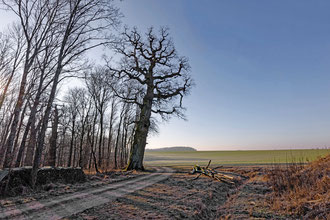 Eiche beim Gut Ludwigsruhe bei Langenburg