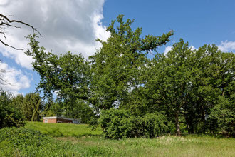 Eiche am Hauptabzugsgraben bei Gartow