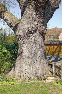 Eiche in Weyhausen