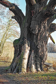 Rieseneiche am Großen Ziegelteich bei Niedergurig