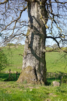 Eiche bei Bergfeld