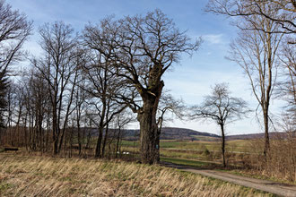 Eiche bei Oberaula