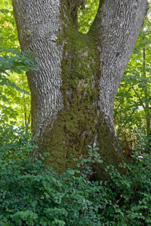 Eiche bei Isny