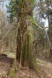 Eiche bei Engelthal