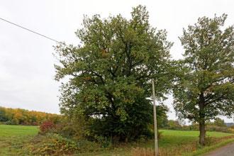 Eiche bei Münchehof