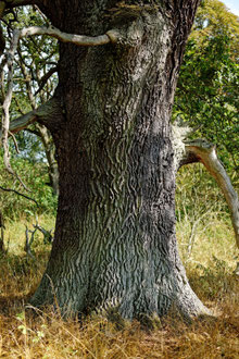 Eiche bei Liebenberg