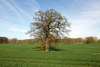Eiche bei Hofholz