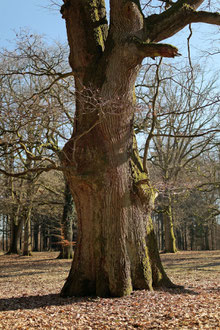 Traubeneiche am Fürstengrab im Büdinger Wald