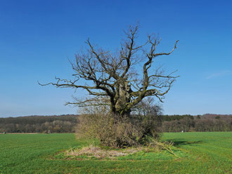 Dicke Margarete bei Beberbeck