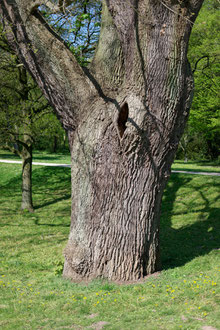 Eiche im Knoops Park in Burglesum in Bremen