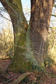 Eiche in Baueshof