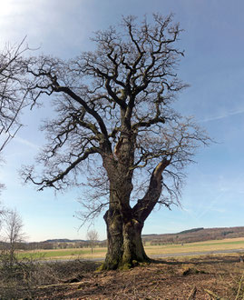 Zigeunereiche bei Wilsbach