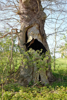 Eiche am Schrapenteich bei Gut Güldenstein