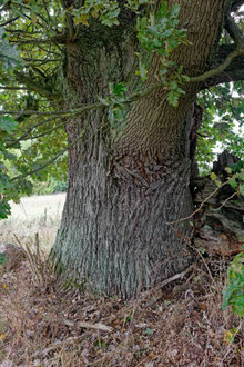 Eiche bei Wesenberg