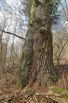 Eiche bei Engelthal