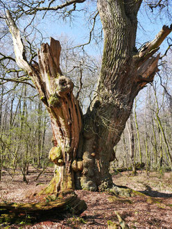 Friederikeneiche im Hasbruch bei Hude