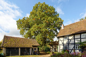 Eiche Emmenhausen