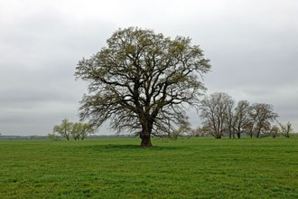 Eiche bei Kamitz