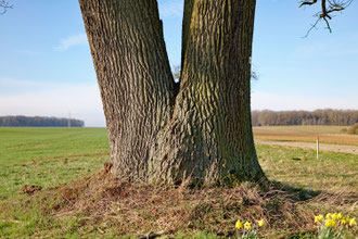 Eiche bei Rudolzhofen