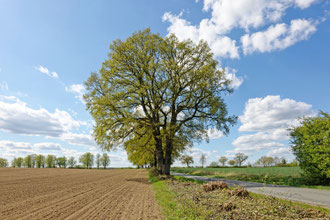 Eiche an der Straße bei Gudow
