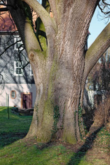 Pyramideneiche am Eulenturm in Witzenhausen