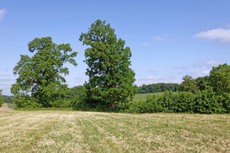 Eiche bei Kirchmühl