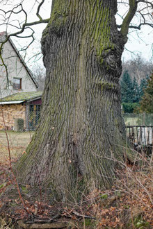 Eiche bei Brauna