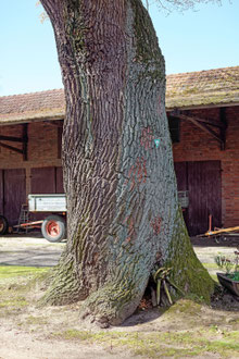 Eiche in Wasbüttel