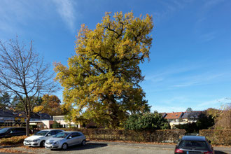 Eiche in der Delpstraße in Nürnberg