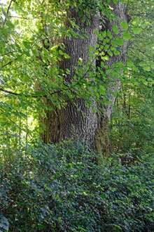 Eiche bei Isny
