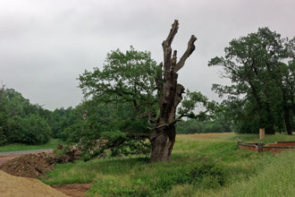 Eiche im Wiesenpark in Magdeburg