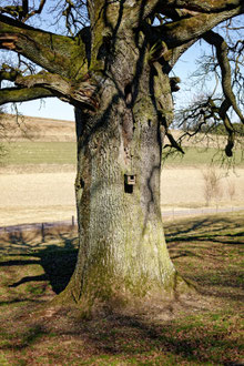 Eiche bei Steinerskirchen