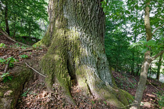 Eiche bei Bersrod