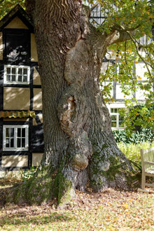 Eiche Emmenhausen
